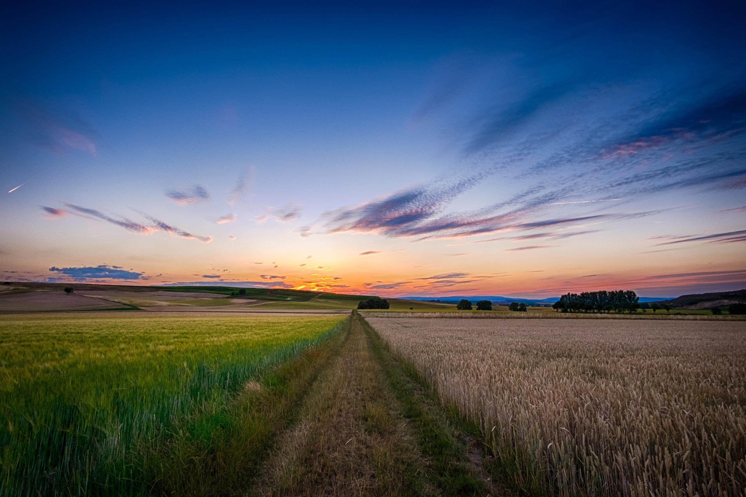 Image of sunset over cornfield