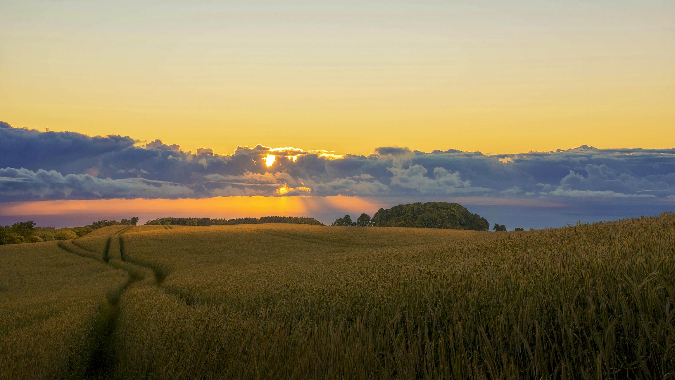 Farmland showing field of wheat